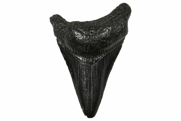 Juvenile Megalodon Tooth - South Carolina #340451